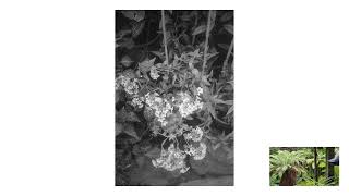 Fernz Fernery - Domain Wintergardens, Auckland New Zealand