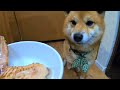 大好物を出されると喜びが止まらない柴犬