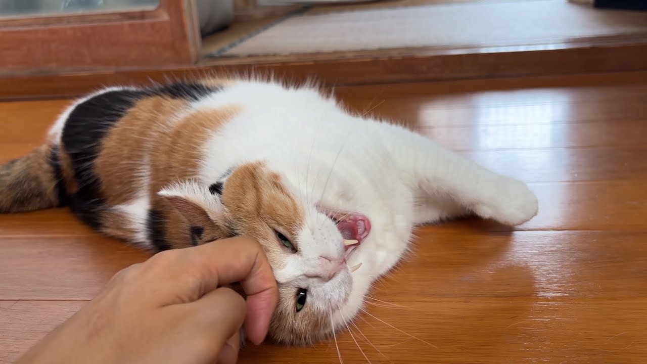 三毛猫】私に甘えたそうな表情で訴えかけるミケ（2026年8月29日