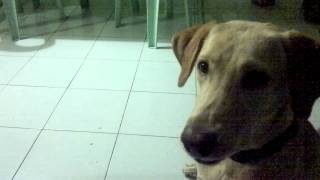 Aria The Tampuhin And The Doggy Biscuit