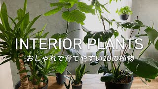 【初心者必見】部屋の雰囲気がガラリと変わる！おしゃれで育てやすい観葉植物10選 | 育て方や注意点、どんなインテリアに合うかも解説