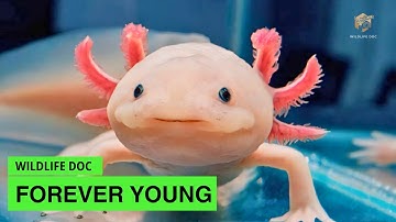 The Axolotl, Never Grow Up | Wildlife Documentary