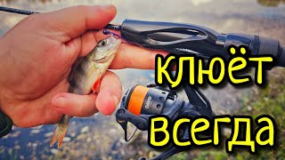 видео: ТАК КЛЮЁТ ВСЕГДА !!! МИКРО ОТВОДНОЙ ПОВОДОК, СНАСТЬ ДЛЯ ПАССИВНОЙ РЫБЫ !!! картинка: ТАК КЛЮЁТ ВСЕГДА !!! МИКРО ОТВОДНОЙ ПОВОДОК, СНАСТЬ ДЛЯ ПАССИВНОЙ РЫБЫ !!!