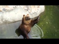 Медведь в Московском зоопарке