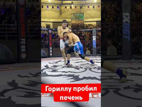 Гориллу пробил печень #mma #muradaov #бокс #файтинг #мма #харидуз #ufc #кунфу #бои #абдукариммирзаев