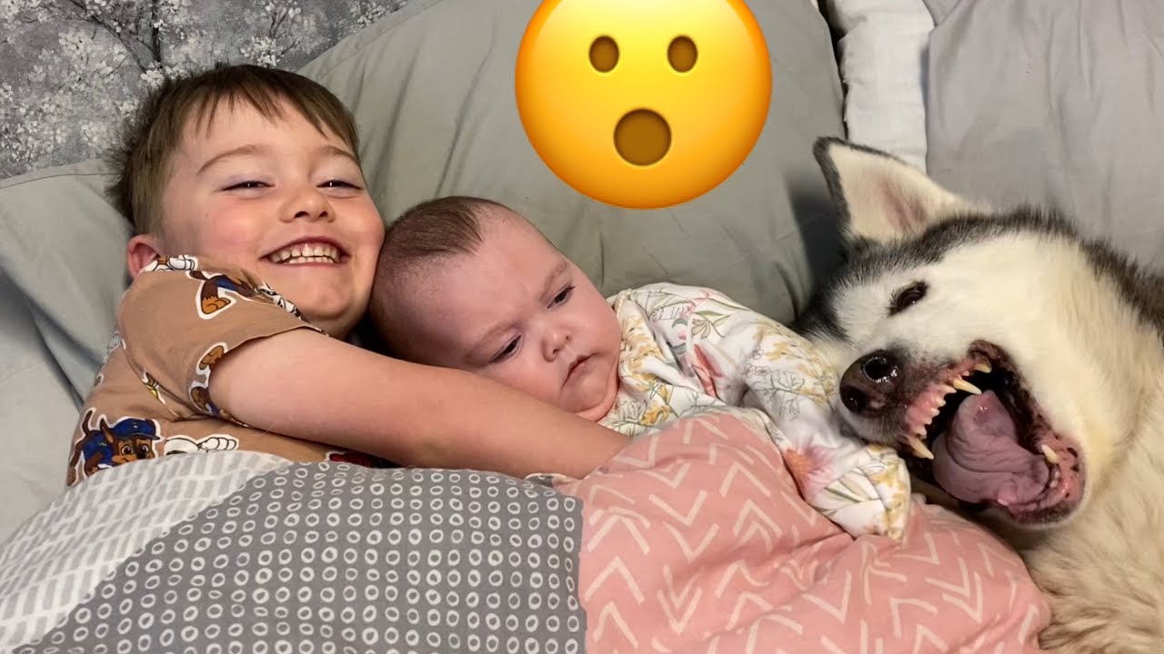 Самый терпеливый хаски в мире!!! [САМОЕ МИЛОЕ ВИДЕО В МИРЕ!!]