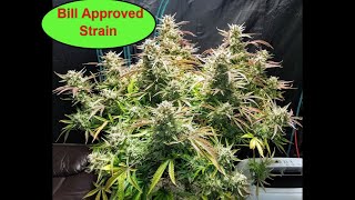 Girl Scout Cookies Extreme Auto Harvest. 8 Weeks In Flower #ILGM #TSW2000