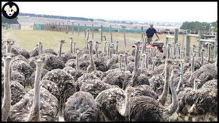 How Farmers Raise Millions Of Ostriches  Ostrich Farm