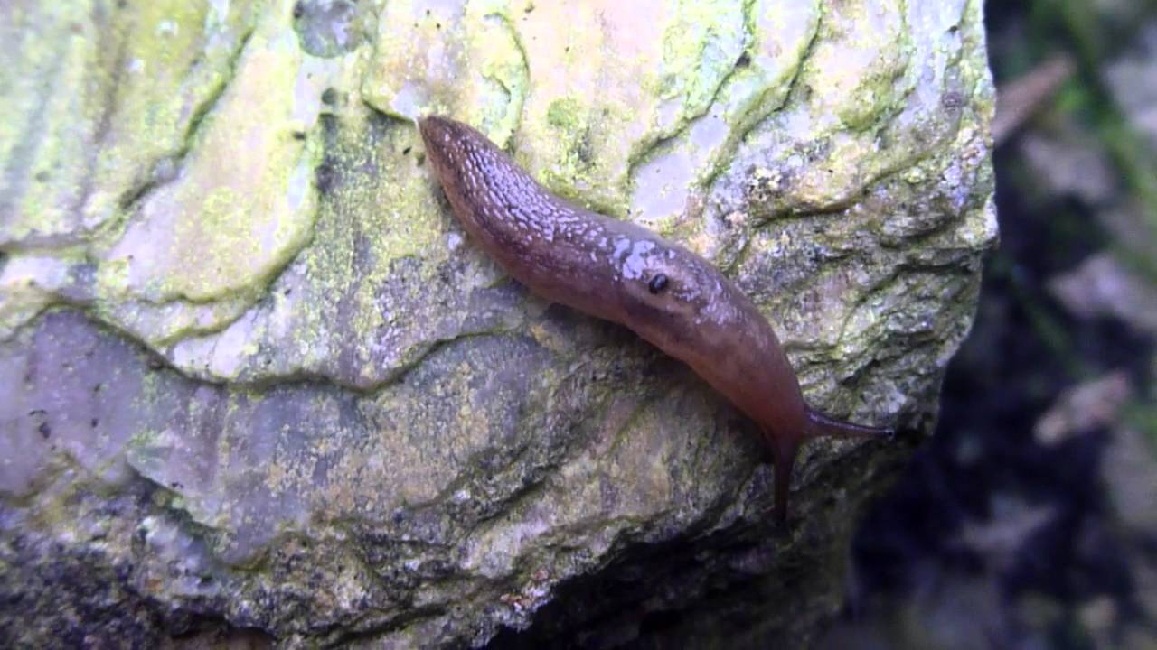 Gewächshausschnegel / Three-banded garden slug (Lehmannia valentiana ...