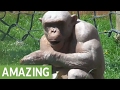 The  fascinating hairless chimpanzees