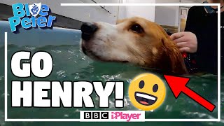 Henry goes SWIMMING! 🐕🥽 | Blue Peter