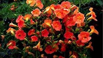 Ralph Vaughan Williams - Concerto for Oboe and String Orchestra