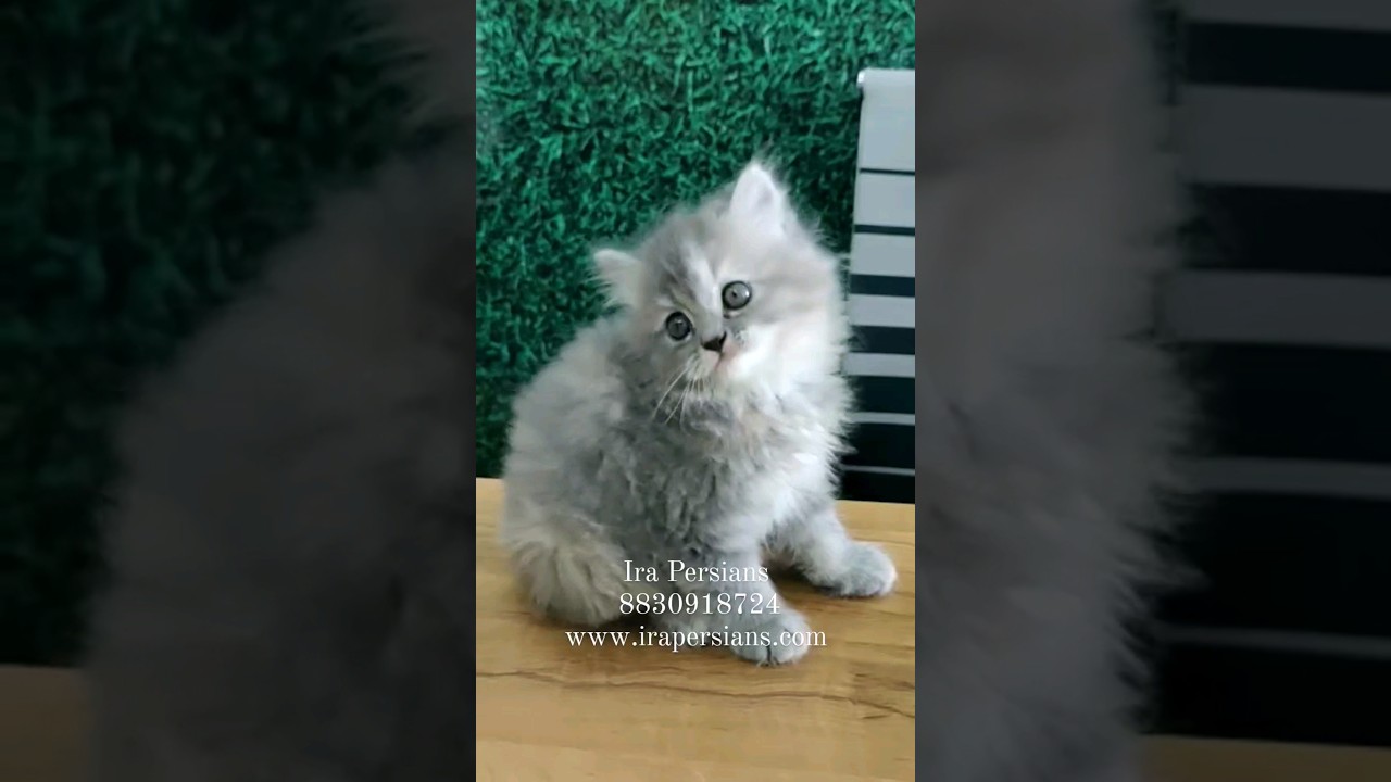 Smoke Grey Female Persian Kitten 
