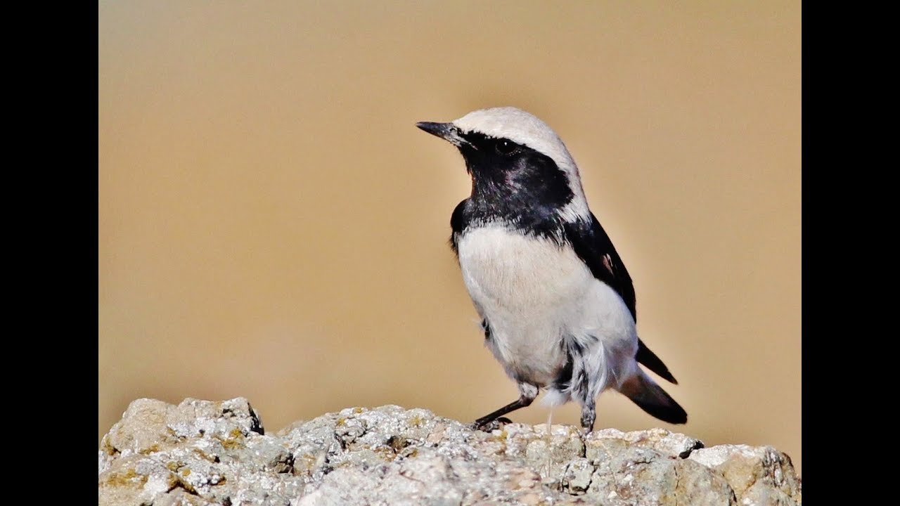 Finsch's Wheatear (Oenanthe finschii)  Βουνοπετροκλής - Βουνοσκαλιφούρτα - Cyprus