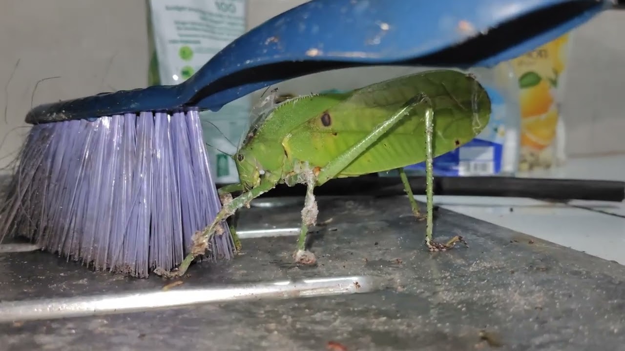 Belalang Hijau Raksasa 