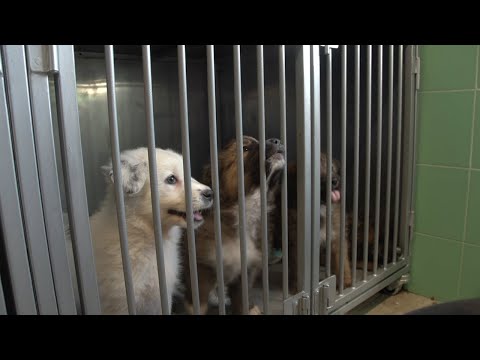 Wideo: Nowa Kampania Monse Obejmuje Psy Do Adopcji