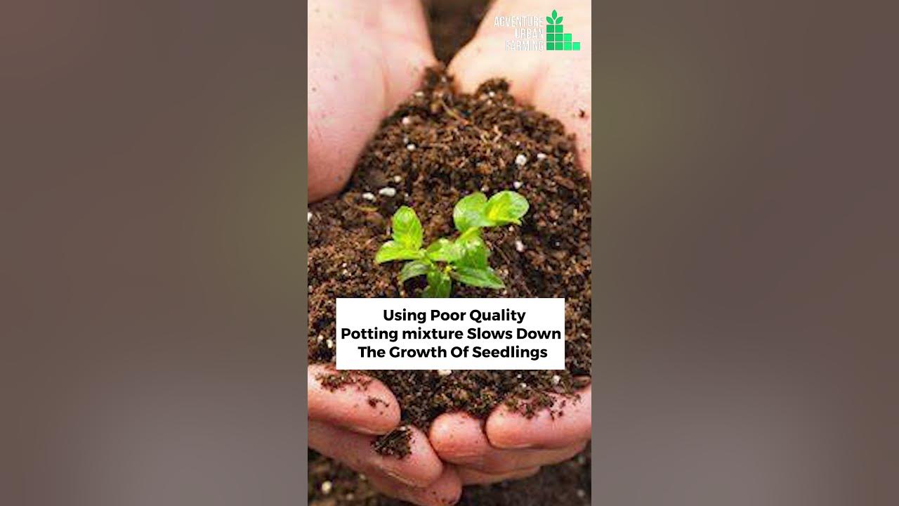 Why do seedlings grow so slowly Serious reasons why your seedlings