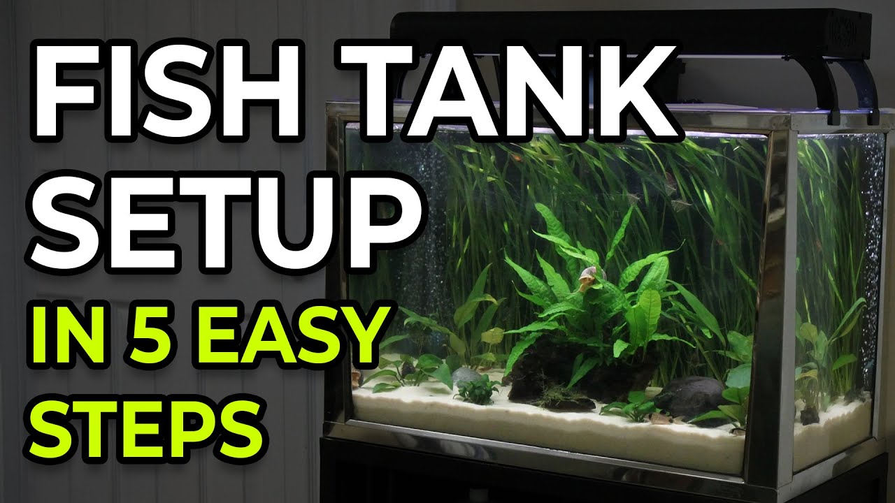 How to Set Up a Fish Tank? First Aquarium Setup - YouTube