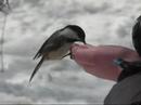 Hand feeding Black-capped Chickadees