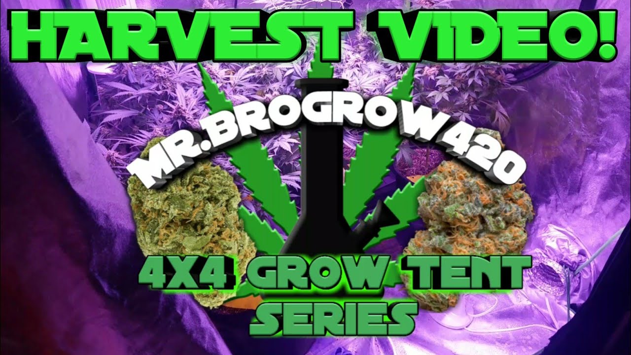 GOLD LEAF HARVEST - INDOOR CANNABIS GROW