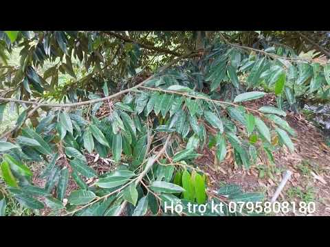 Video Chọn dòng kéo đọt nào an toàn để cây sầu riêng phát... - youtube