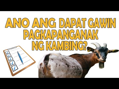Video: Gaano kadalas mo pinapakain ang bagong panganak na kambing?