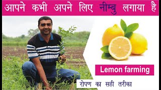 Lemon Plantation 9106310963