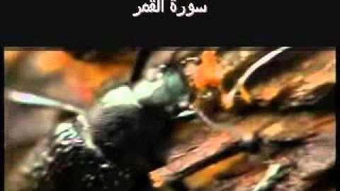 Surat Al Qamar (The Moon) سورة القمر‎