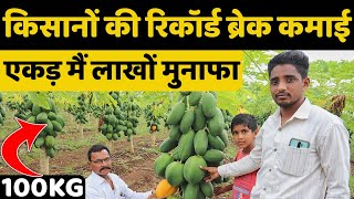 इतनी तगड़ी खेती आज तक नहीं देखीं होगीएक पेड़ पर 100किलो पपीता | Papaya Farming Profit Story