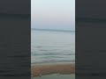 النورس والبحر