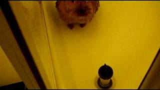 videos 008.avi