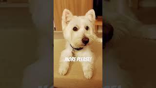 Do you like my new cute Westie Dog haircut? #grooming #westie #westiecut #haircut #cutedog