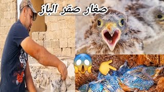 البحث عن افراخ البلابل والطيور البريه في العراق ج 4