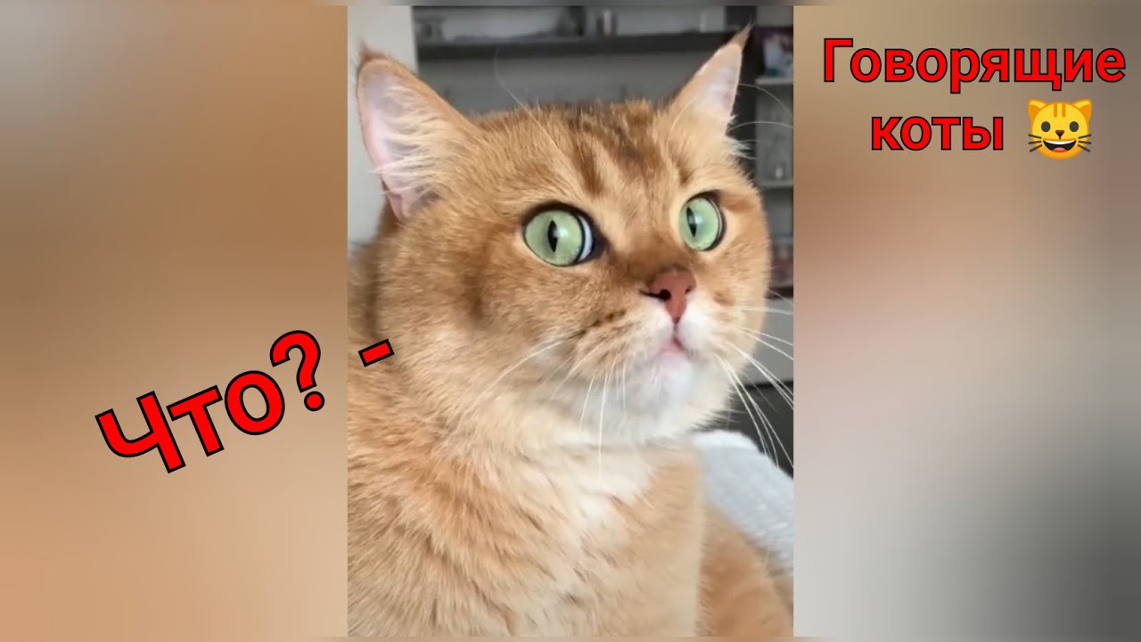 Не говорите ему что он кот. Видео с говорящими котами смешное.
