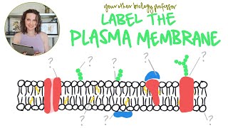The Cell Membrane: How to Identify and Draw Structures
