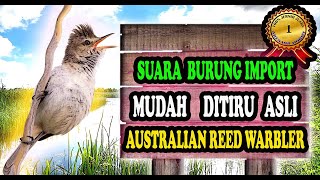 Suara Burung Yang Mudah Ditiru - Kicau Burung Australian Reed Warbler