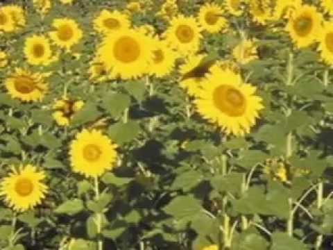 здравствуй родина моя слушать 2 класс здравствуй родина моя слушать 2 класс