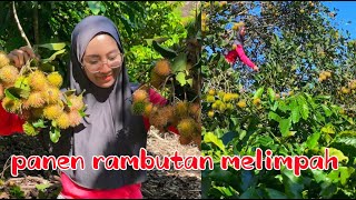 panen rambutan #vlogdikebun #buahbuahan