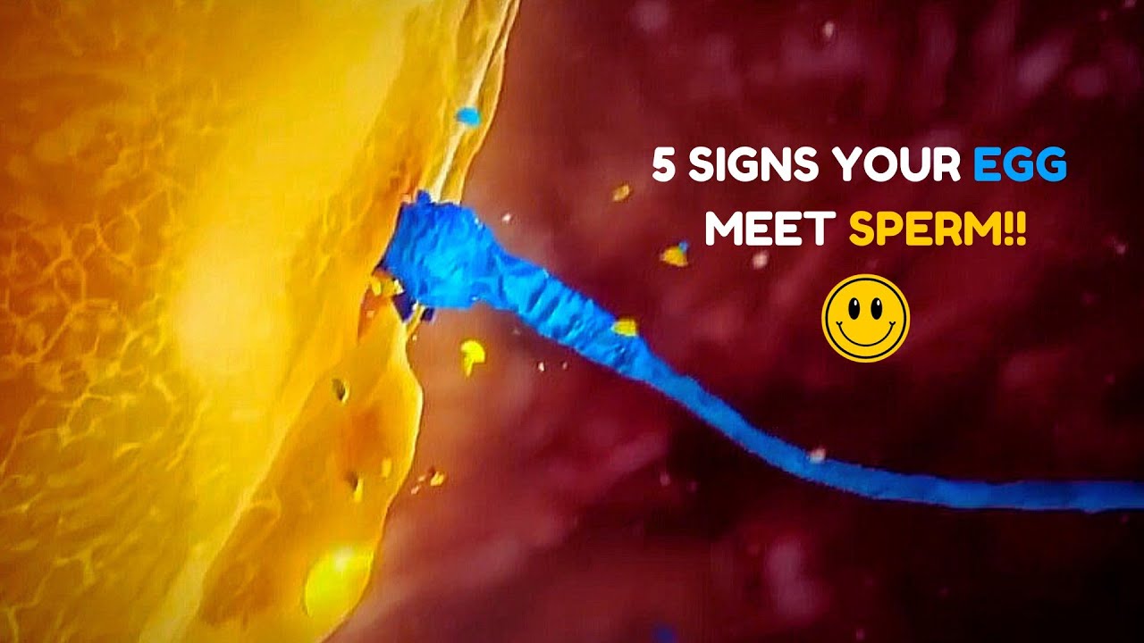 5 Major Signs Your Egg Has Been Fertilized Egg and Sperm Meet
