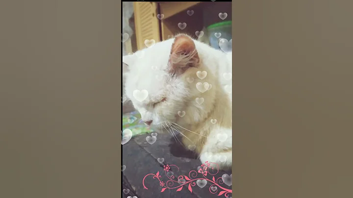 Watch the video about Cats sleep in funny positions and are very adorable #cats #cat