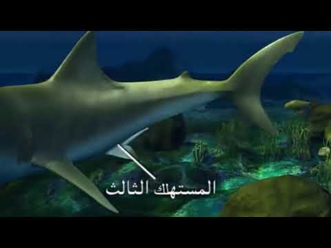 سلسلة الغذاء Food Chain 