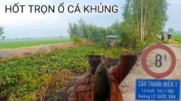 Câu Cá Rô Đồng Dưới Mương Lục Bình Cá Ăn Liên Tục @SangHuynhVlog
