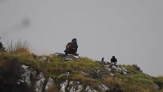 White - tailed Eagle Co Donegal  5th November 2021 “The Eagle has landed”
