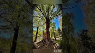 🌳Trees lover plz like share and subscribe ☺️🌳#shortsfeed #tree#treelovers #trees #naturelovers
