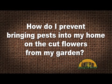 ვიდეო: შიდა ყვავილების მავნებლები: ტიპები, ფოტოები, კონტროლისა და პრევენციის მეთოდები, რჩევები გამოცდილი ყვავილების მწარმოებლებისგან