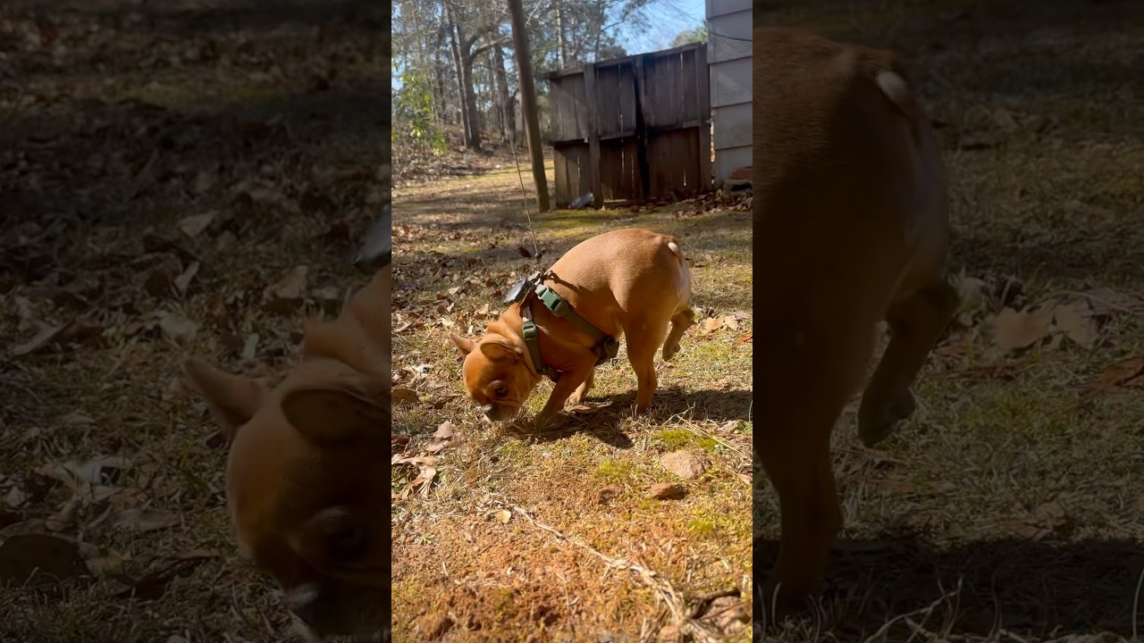 Простое счастье 