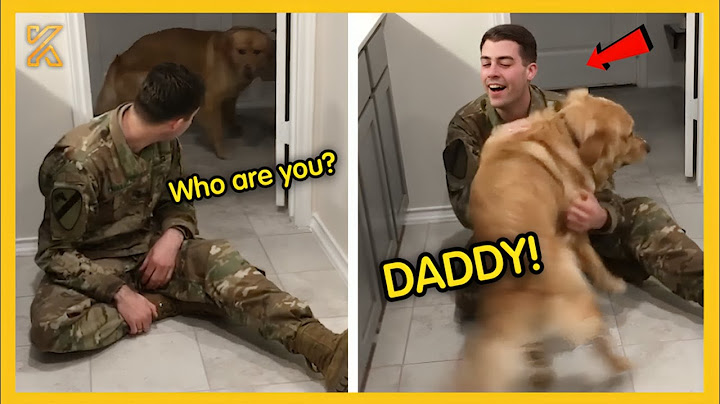 💕FULL  Most Heartwarming Animals Reunion with Their Owners 💘 That Will Tug at Your Heartstrings