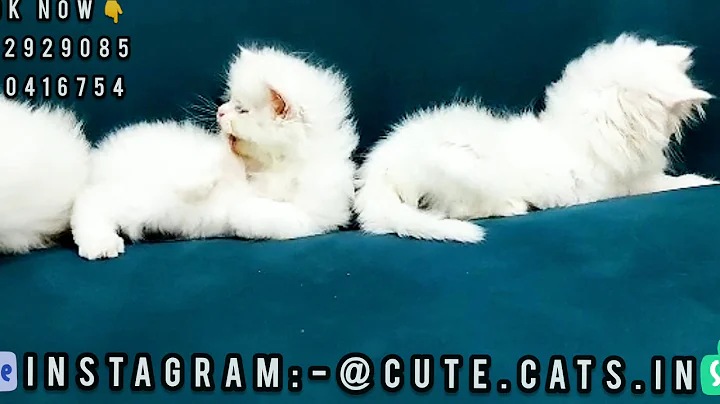 Video 11002041: furry persian cats kitten, persian kitten long hair, quality persian cat kitten, cute furry persian cat, persian cat baby kitten, himalayan