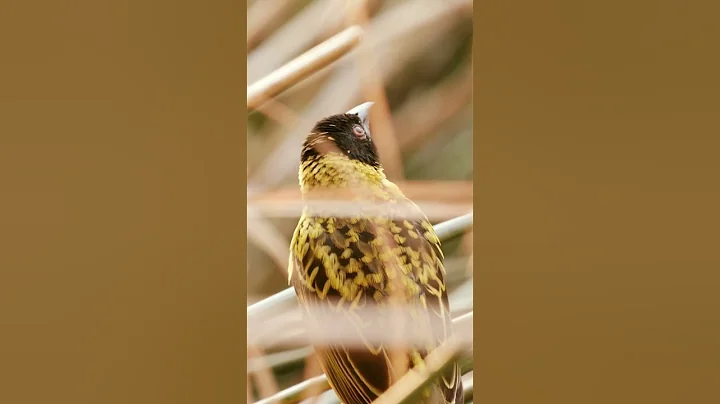 The weaver bird: Nature's master architect!