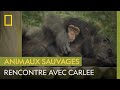 Tel Père, telle fille | RENCONTRE AVEC LES CHIMPANZES